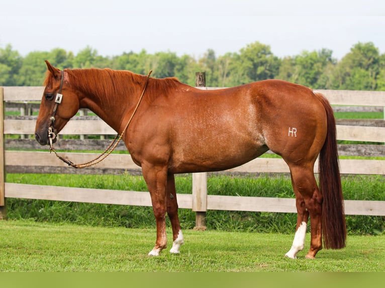 American Quarter Horse Mare 7 years 14,3 hh Rabicano in Sandborn, IN