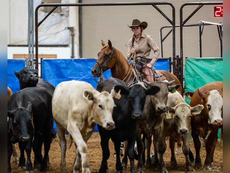 American Quarter Horse Mare 7 years 14,3 hh Rabicano in Sandborn, IN