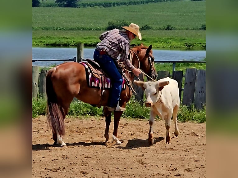 American Quarter Horse Mare 7 years 14,3 hh Rabicano in Sandborn, IN