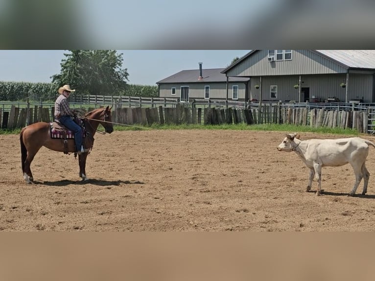 American Quarter Horse Mare 7 years 14,3 hh Rabicano in Sandborn, IN