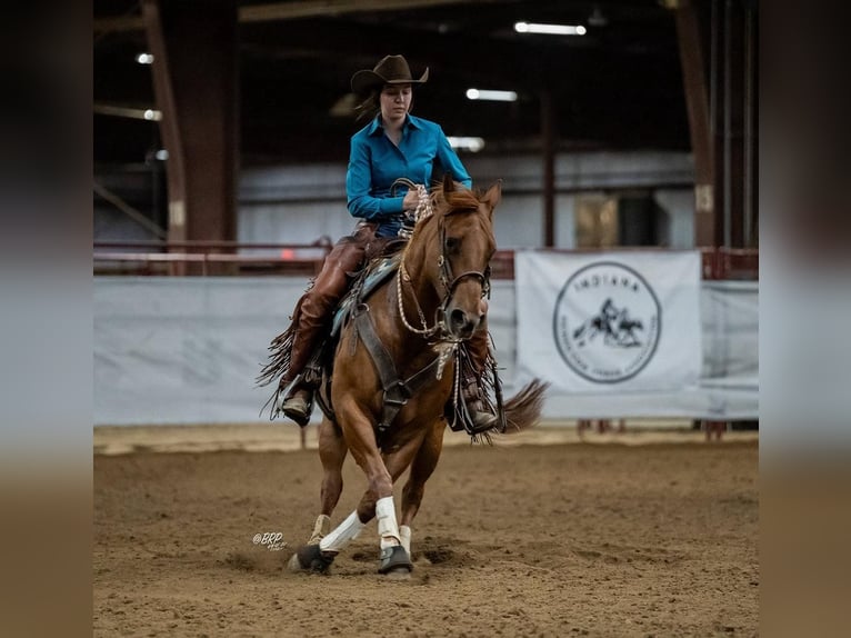American Quarter Horse Mare 7 years 14,3 hh Rabicano in Sandborn, IN