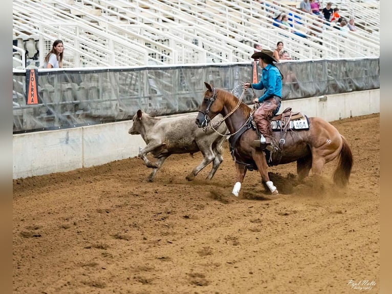 American Quarter Horse Mare 7 years 14,3 hh Rabicano in Sandborn, IN
