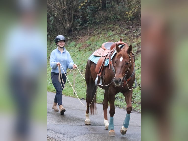 American Quarter Horse Mare 7 years 14,3 hh in Bad Wimpfen