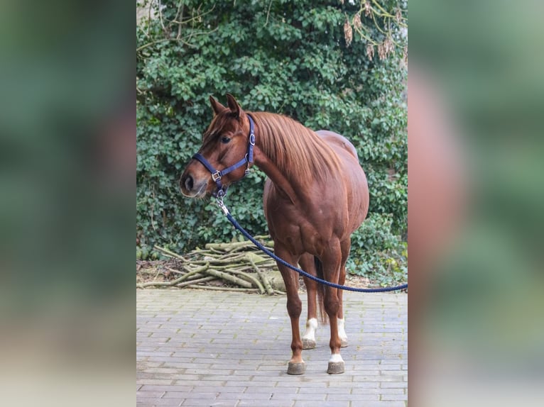 American Quarter Horse Mare 7 years 14,3 hh in Bad Wimpfen