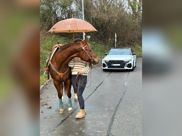 American Quarter Horse Mare 7 years 14,3 hh in Bad Wimpfen