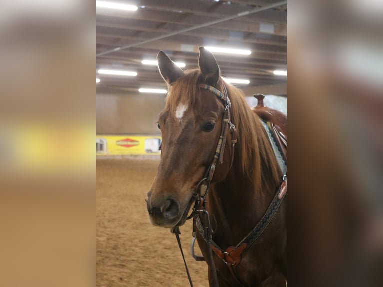 American Quarter Horse Mare 7 years 14,3 hh in Bad Wimpfen