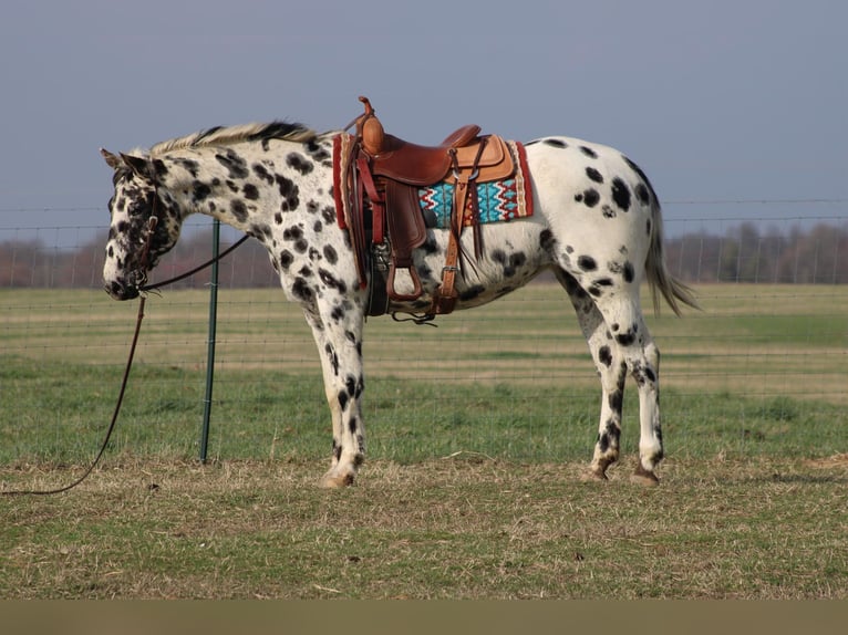 American Quarter Horse Mare 7 years 15,1 hh Leopard-Piebald in Sonora KY