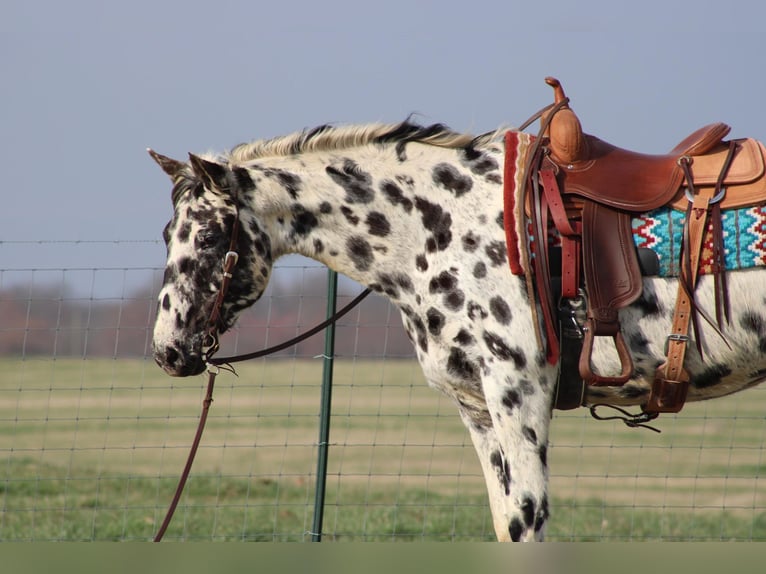 American Quarter Horse Mare 7 years 15,1 hh Leopard-Piebald in Sonora KY
