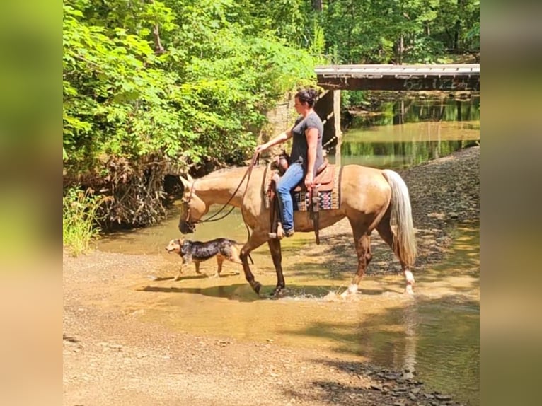 American Quarter Horse Mare 7 years 15,1 hh Palomino in Robards, KY