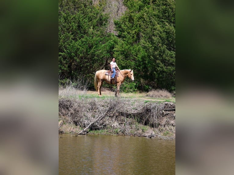 American Quarter Horse Mare 7 years 15.1 hh Palomino in Terrell