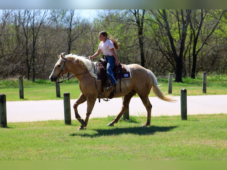 American Quarter Horse Mare 7 years 15.1 hh Palomino in Terrell