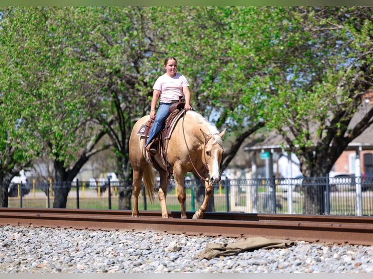 American Quarter Horse Mare 7 years 15.1 hh Palomino in Terrell