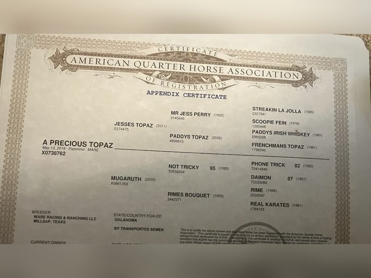 American Quarter Horse Mare 7 years 15.1 hh Palomino in Paicines CA