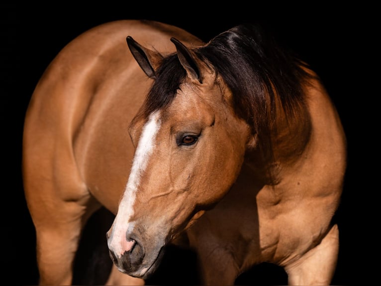 American Quarter Horse Mare 7 years 15,1 hh in Canyon, TX