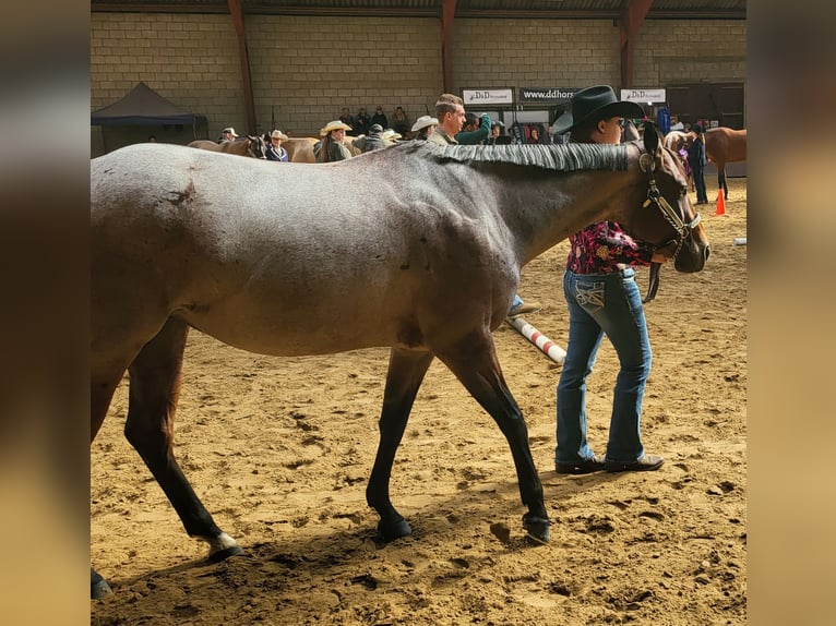 American Quarter Horse Mare 7 years 15,1 hh Roan-Bay in Itegem