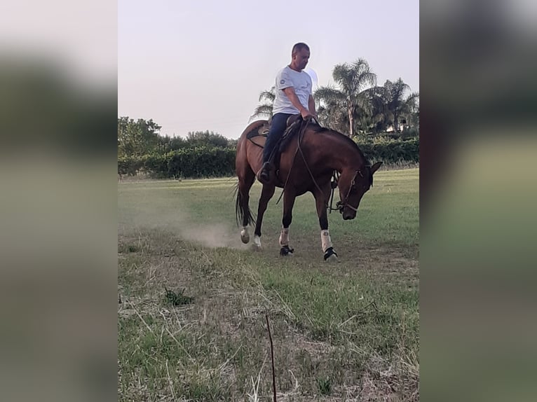 American Quarter Horse Mare 7 years 15,2 hh Brown-Light in Mesagne