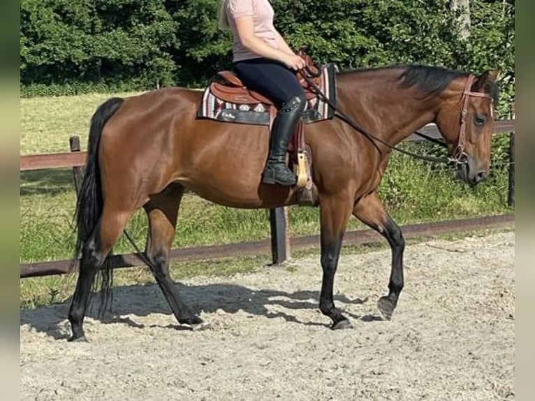 American Quarter Horse Mare 7 years 15,2 hh Brown in Midwolde