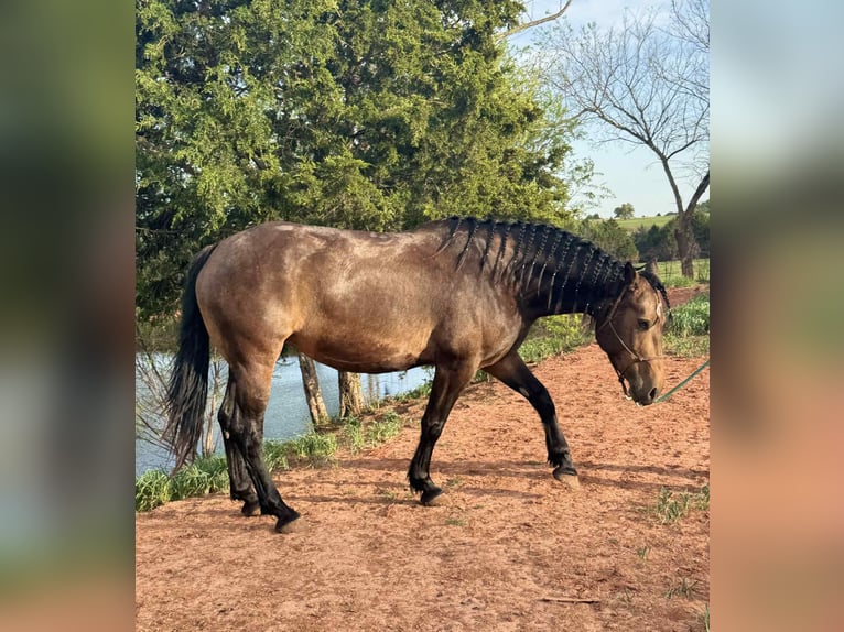 American Quarter Horse Mix Mare 7 years 15.2 hh Buckskin in Charleston