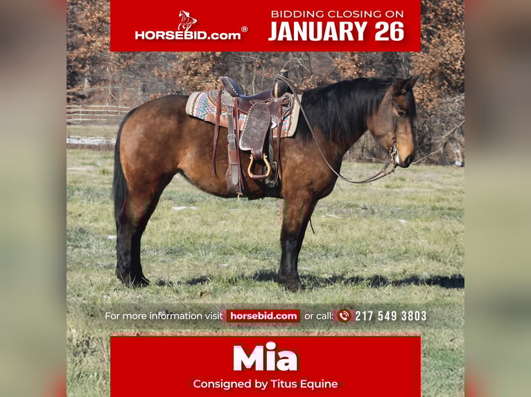 American Quarter Horse Mix Mare 7 years 15.2 hh Buckskin in Charleston