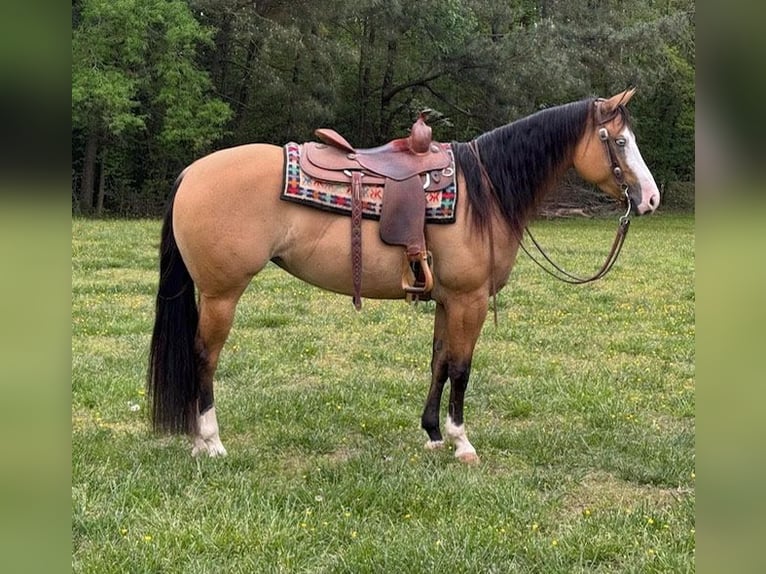 American Quarter Horse Mare 7 years 15,2 hh Buckskin in Providence Forge VA