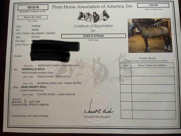 American Quarter Horse Mare 7 years 15,2 hh Buckskin in Providence Forge VA