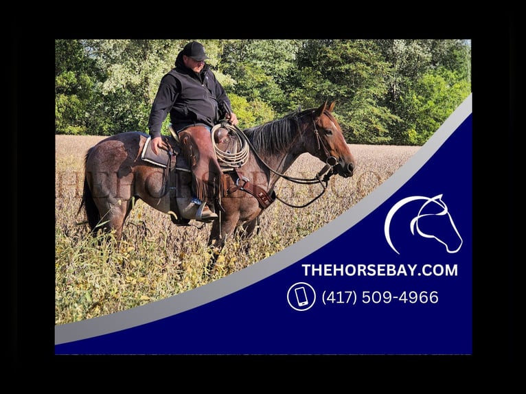 American Quarter Horse Mare 7 years 15.2 hh Roan-Bay in Pine Village, IN