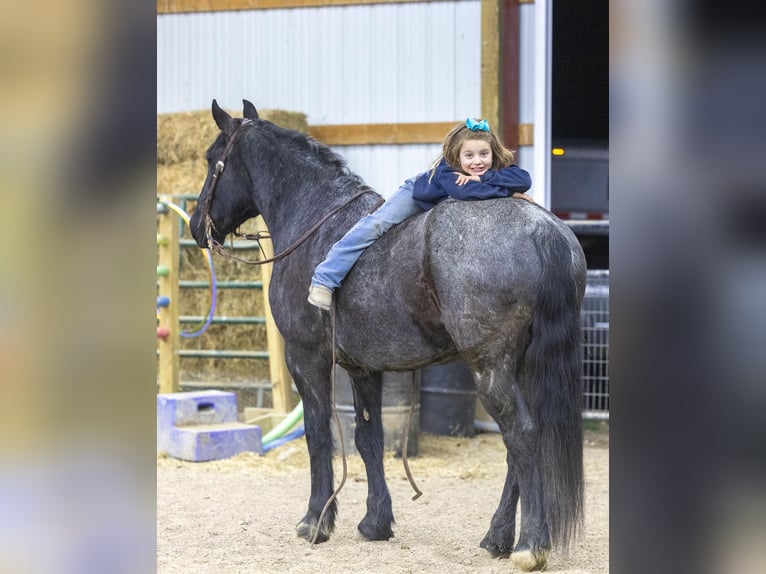 American Quarter Horse Mare 7 years 15,2 hh Roan-Blue in Ewing KY