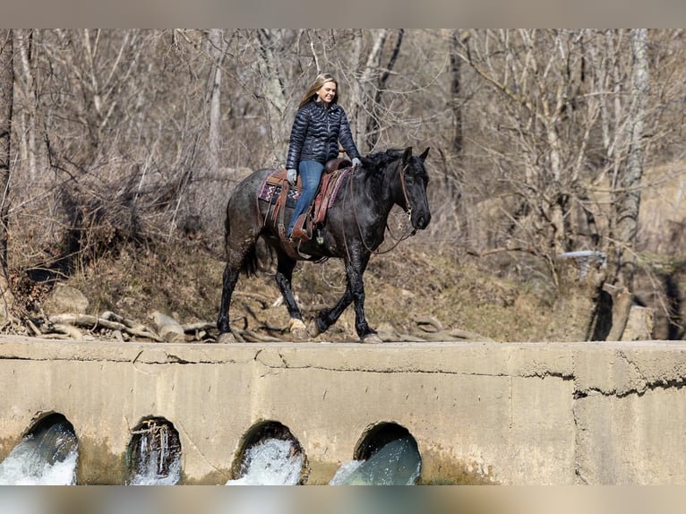 American Quarter Horse Mare 7 years 15,2 hh Roan-Blue in Ewing KY