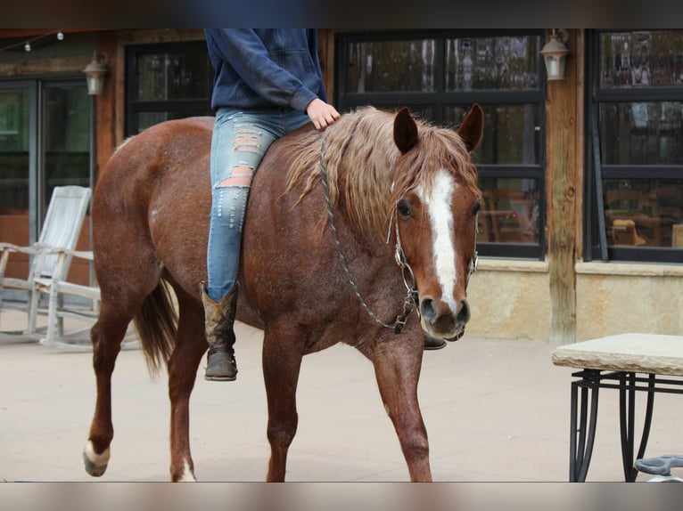 American Quarter Horse Mare 7 years 15,2 hh Roan-Red in Fort Collins CO