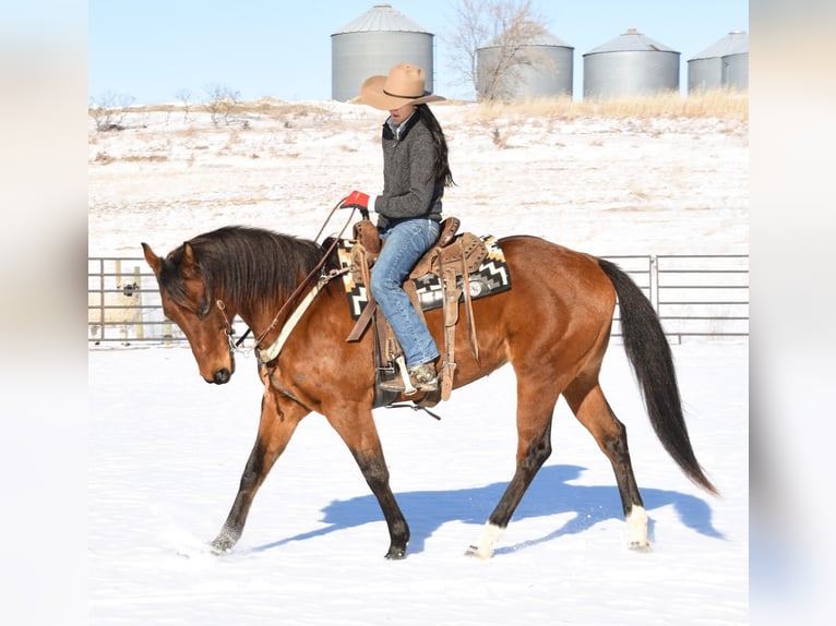 American Quarter Horse Mare 7 years 15.3 hh Bay in Glencoe