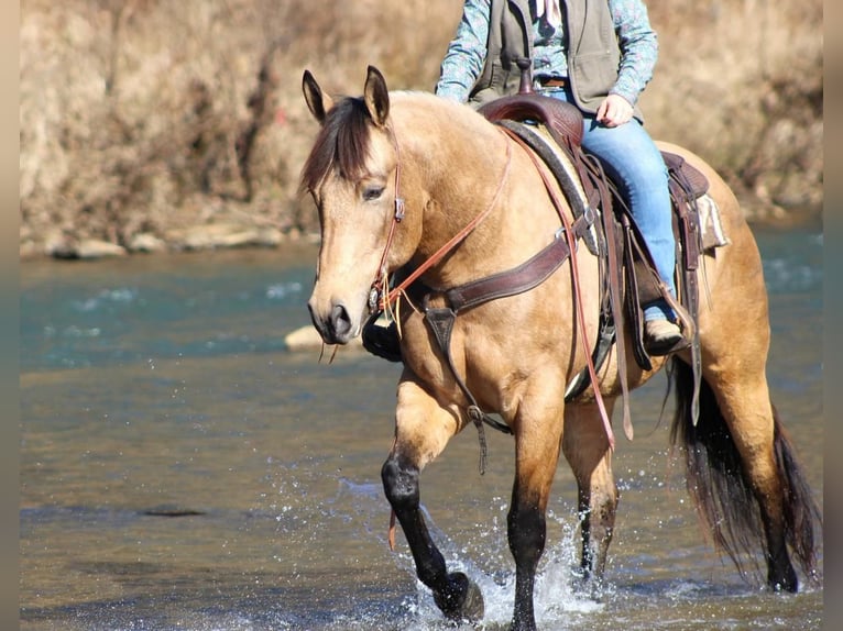 American Quarter Horse Mare 7 years 15,3 hh Buckskin in Shippenville, PA