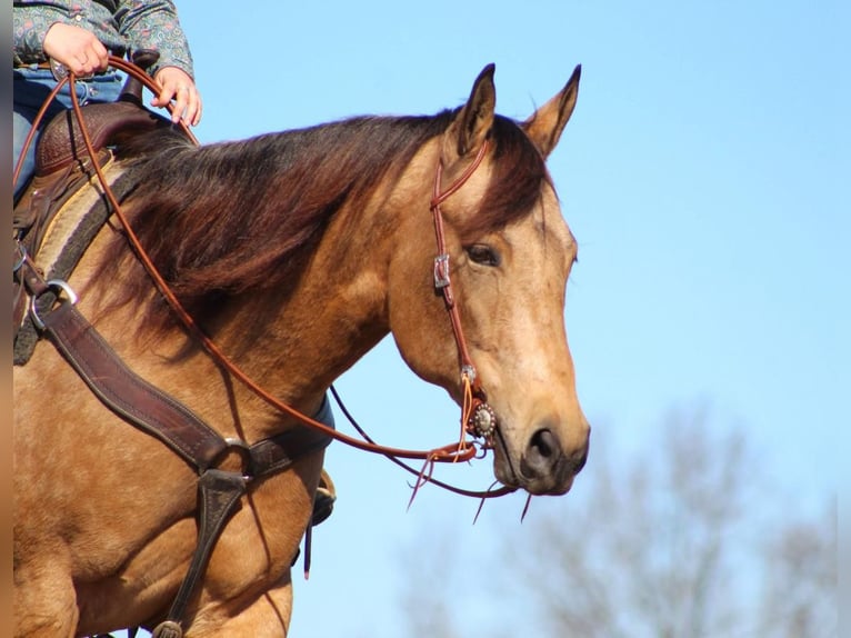 American Quarter Horse Mare 7 years 15,3 hh Buckskin in Shippenville, PA
