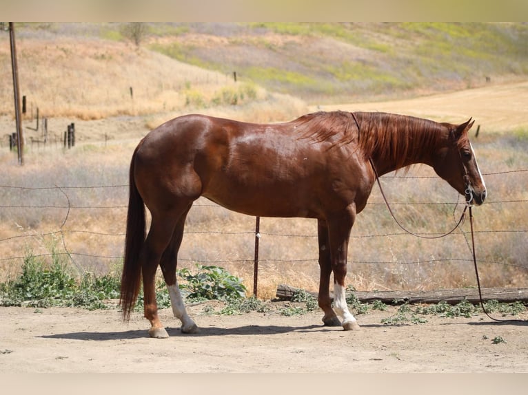 American Quarter Horse Mare 7 years 15,3 hh Chestnut in Bitterwater CA