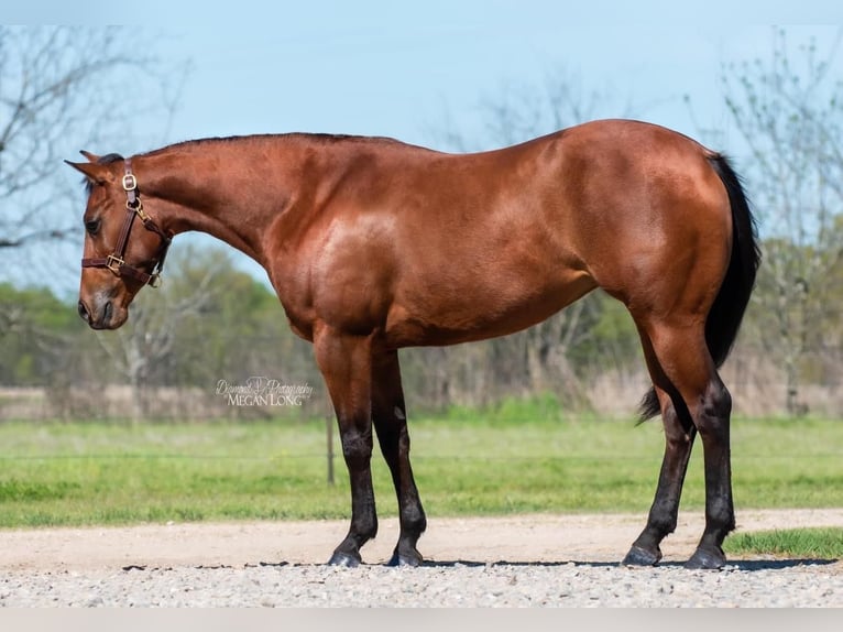 American Quarter Horse Mare 7 years 15 hh Bay in Ravenna