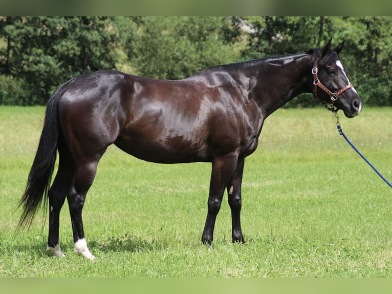 American Quarter Horse Mare 7 years 15 hh Black in SchwarzachSchwarzach