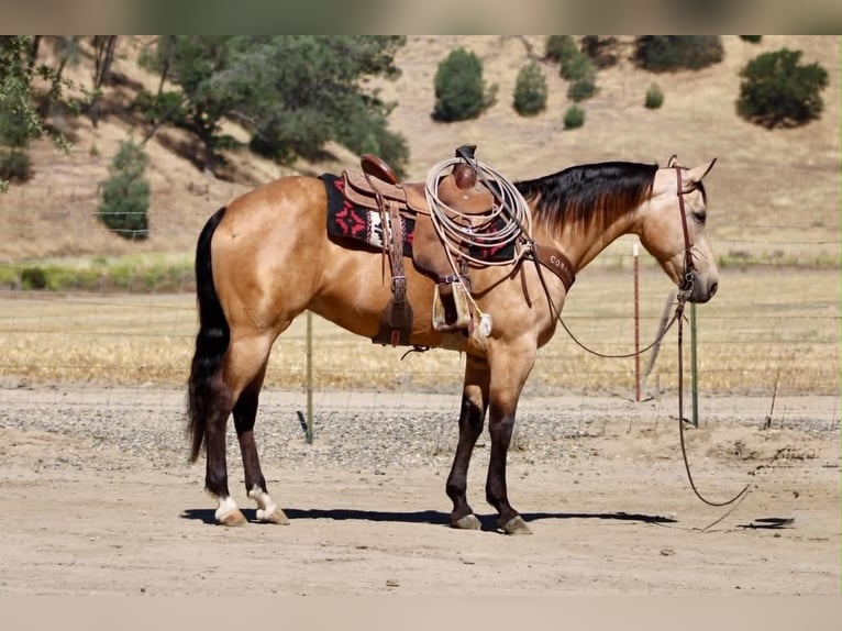 American Quarter Horse Mare 7 years 15 hh Buckskin in Tres Pinos