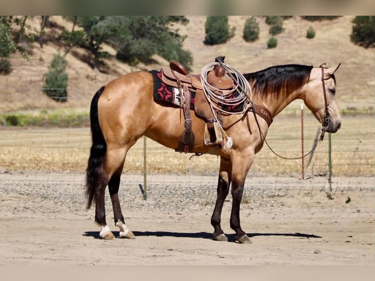 American Quarter Horse Mare 7 years 15 hh Buckskin in Tres Pinos