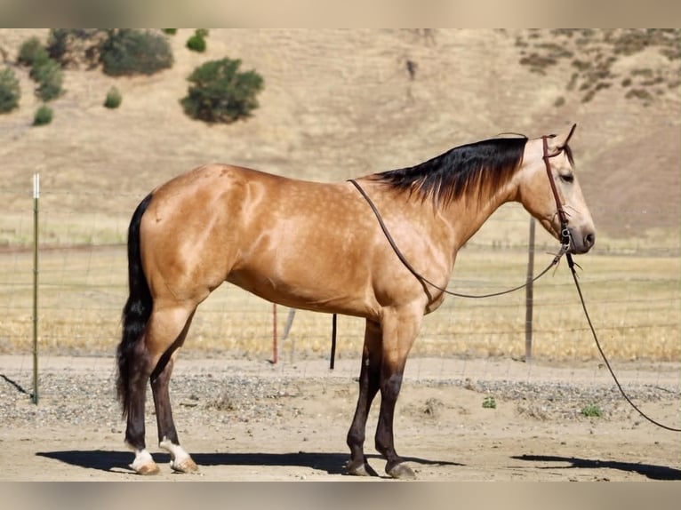 American Quarter Horse Mare 7 years 15 hh Buckskin in Tres Pinos
