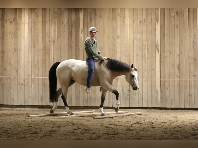 American Quarter Horse Mare 7 years 15 hh Buckskin in Mount Vernon, MO
