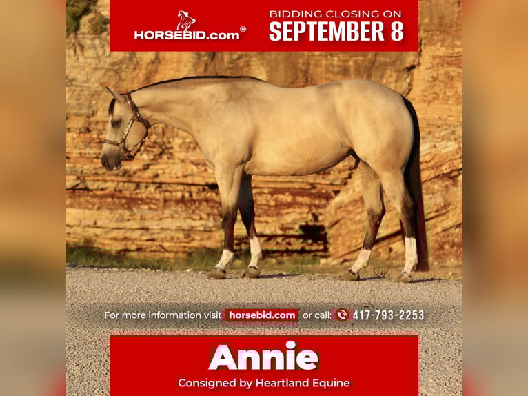 American Quarter Horse Mare 7 years 15 hh Buckskin in Mount Vernon, MO