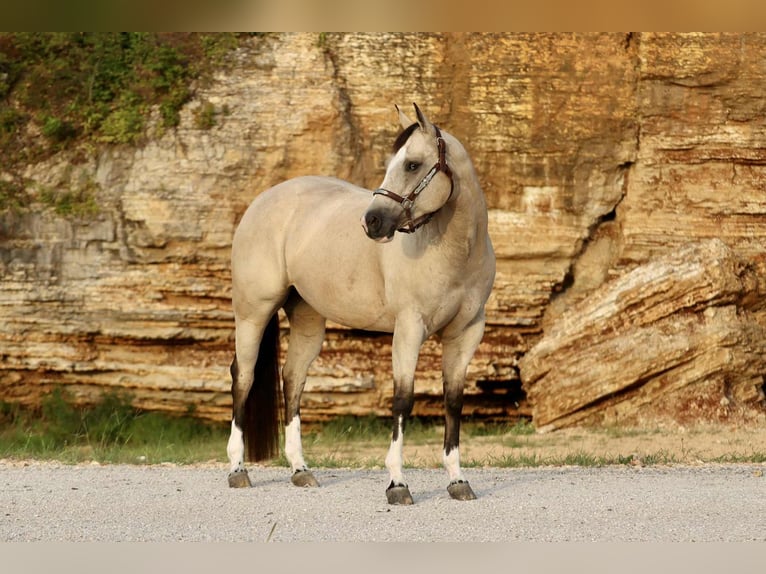 American Quarter Horse Mare 7 years 15 hh Buckskin in Mount Vernon, MO