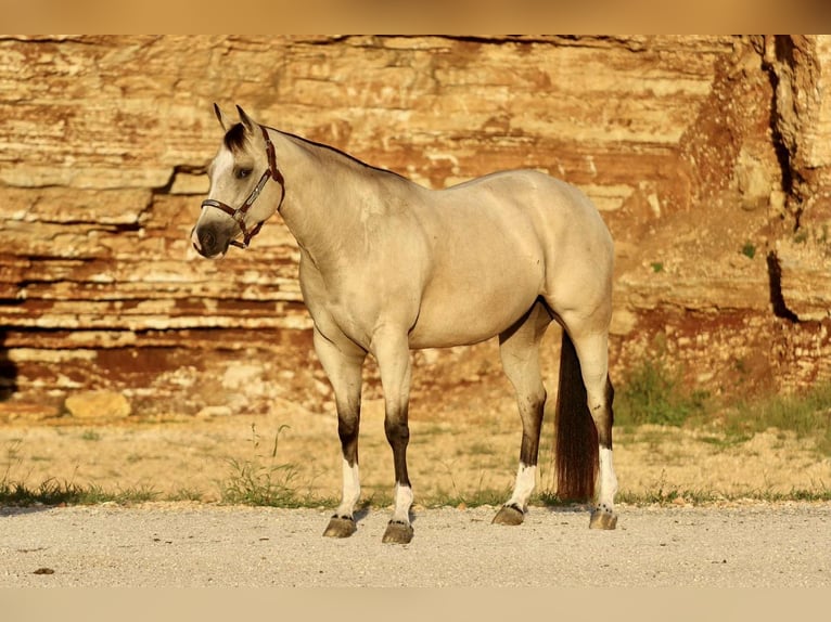 American Quarter Horse Mare 7 years 15 hh Buckskin in Mount Vernon, MO