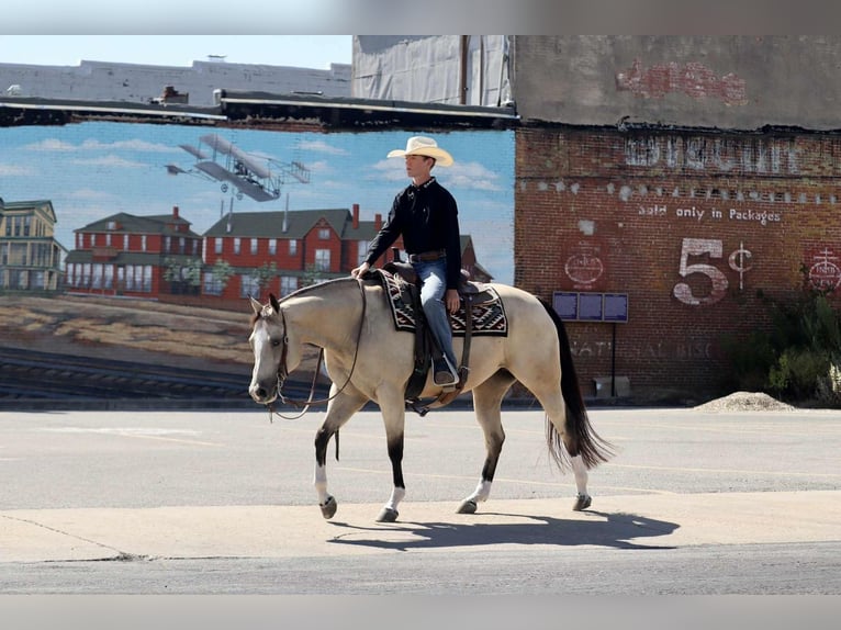 American Quarter Horse Mare 7 years 15 hh Buckskin in Mount Vernon, MO