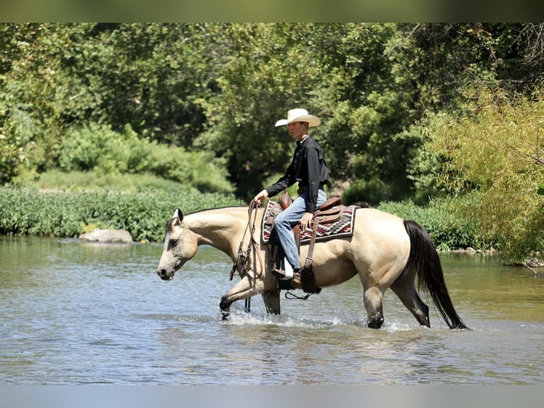 American Quarter Horse Mare 7 years 15 hh Buckskin in Mount Vernon, MO