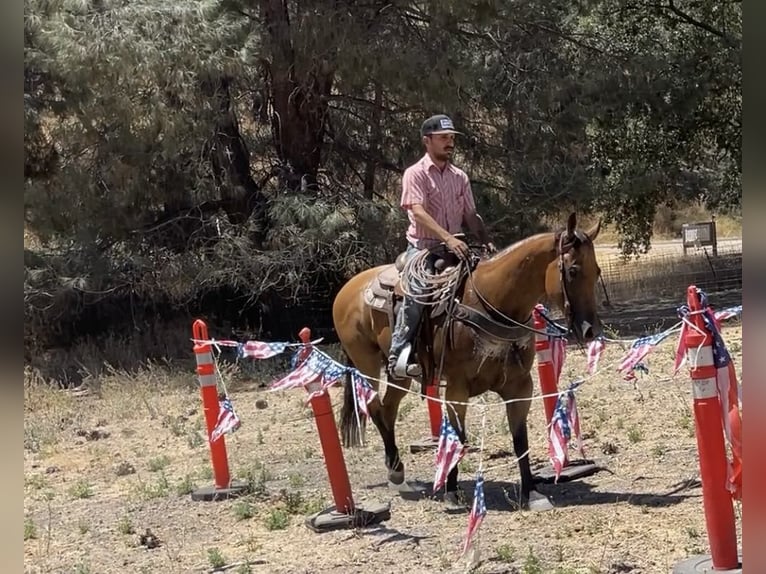 American Quarter Horse Mare 7 years 15 hh Buckskin in Paicines CA