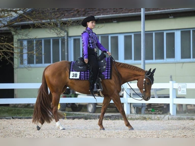 American Quarter Horse Mare 7 years 15 hh Chestnut-Red in Stephanskirchen