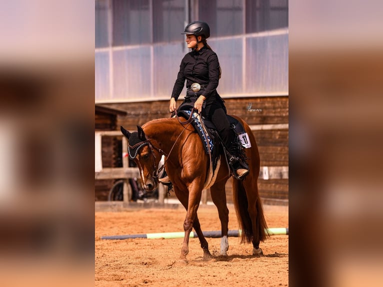 American Quarter Horse Mare 7 years 15 hh Chestnut-Red in Stephanskirchen