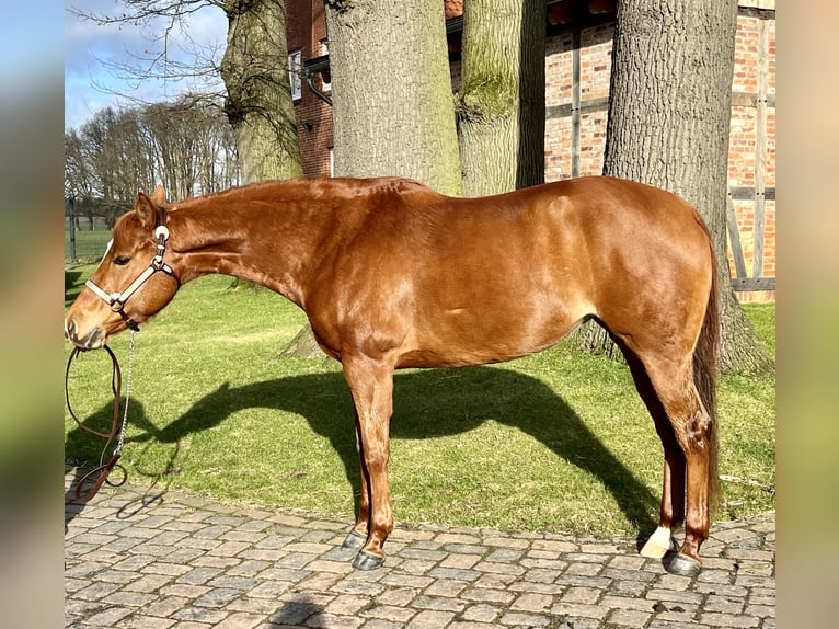 American Quarter Horse Mare 7 years 15 hh Chestnut-Red in Wedemark