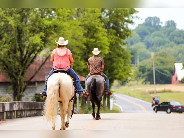 American Quarter Horse Mare 7 years 15 hh Cremello in Mt Hope AL