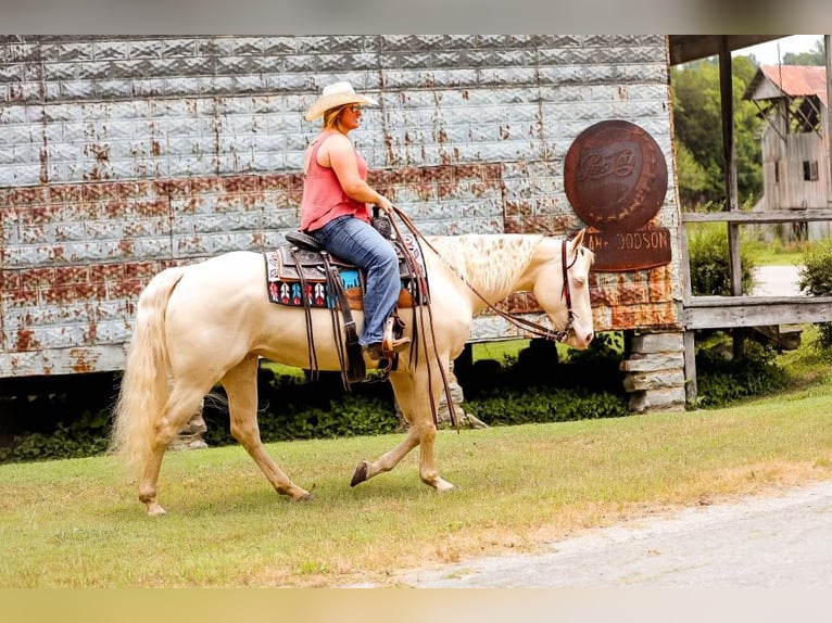 American Quarter Horse Mare 7 years 15 hh Cremello in Mt Hope AL